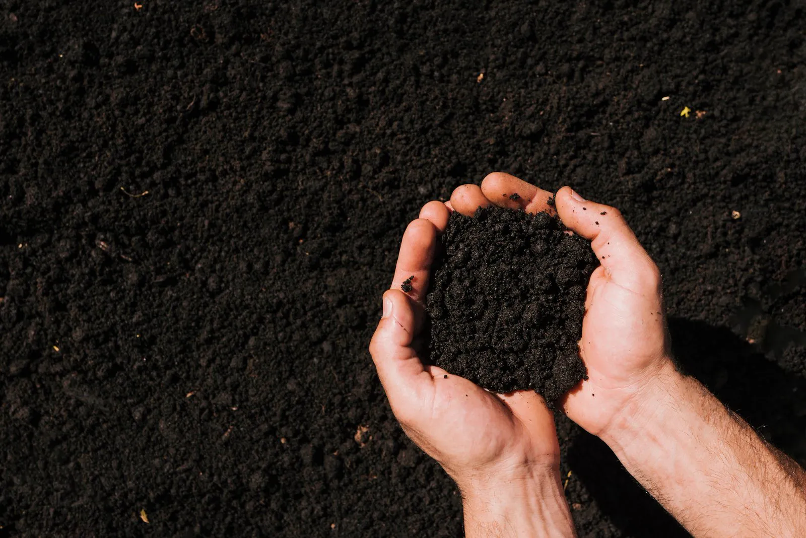 Mãos com terra preta enriquecida com biocarvão KOOLBIOCHAR